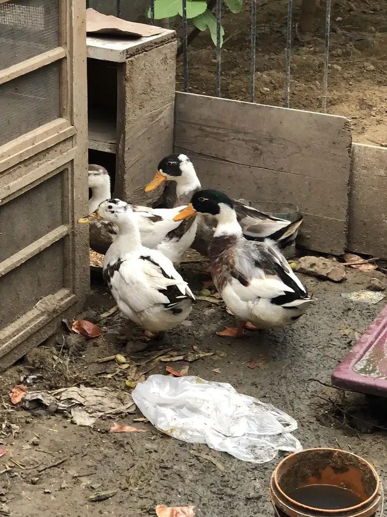 Pair of Ducks for Sale