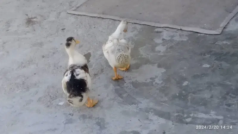 Female Ducks for Sale