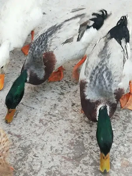 Pair of Ducks for Sale