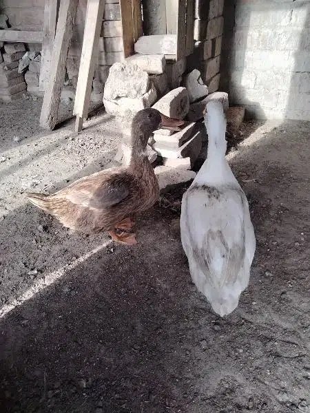 Pair of Ducks for Sale