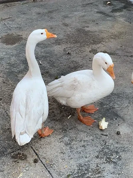 Male Ducks for Sale