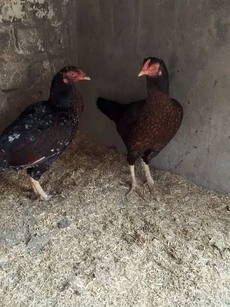 Female Hens for Sale