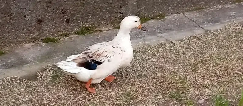 White Female Duck for Sale-Image 1