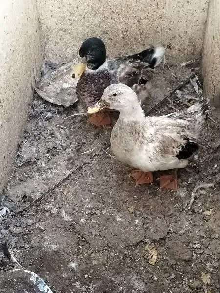 Duck Pair for Sale-Image 1