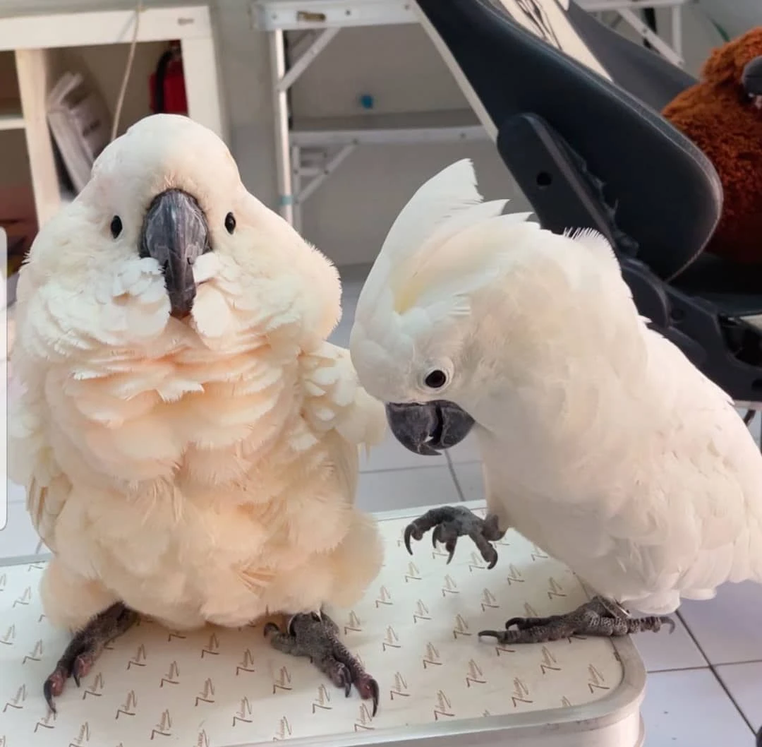 White Cockatoos Pair-Image 1