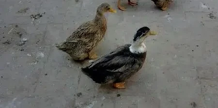Ducks pair for Sale