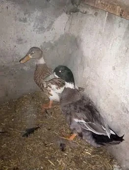 Duck pair for Sale