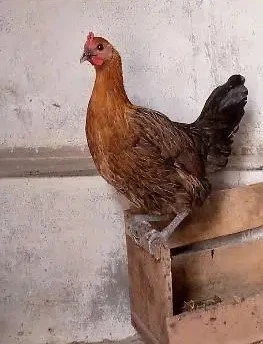 Hen for Sale