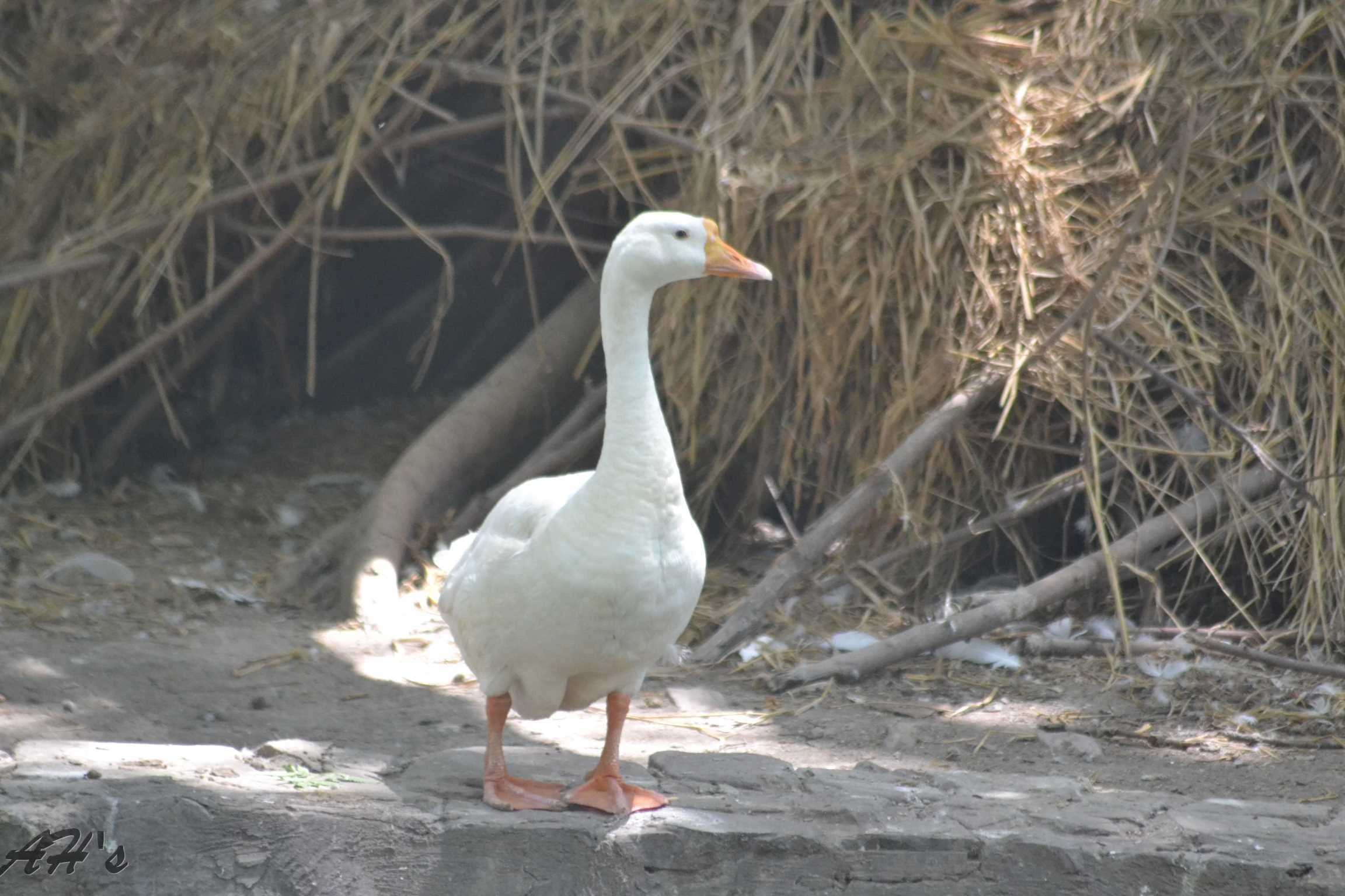 Female Geese for Sale