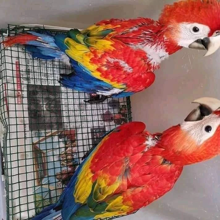 Red Macaw Pair For Sale-Image 1