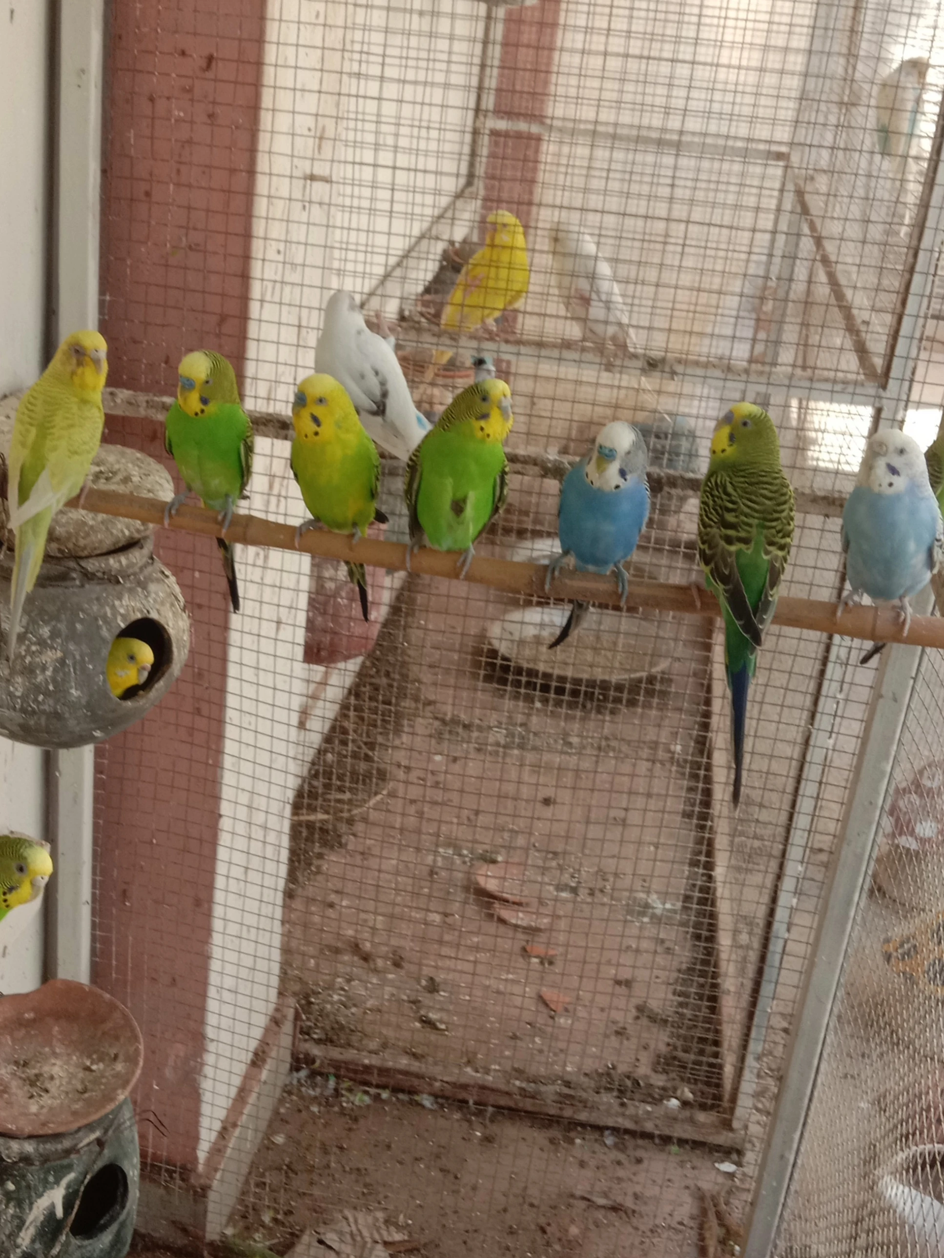 Parrot Mix Colony Budgie