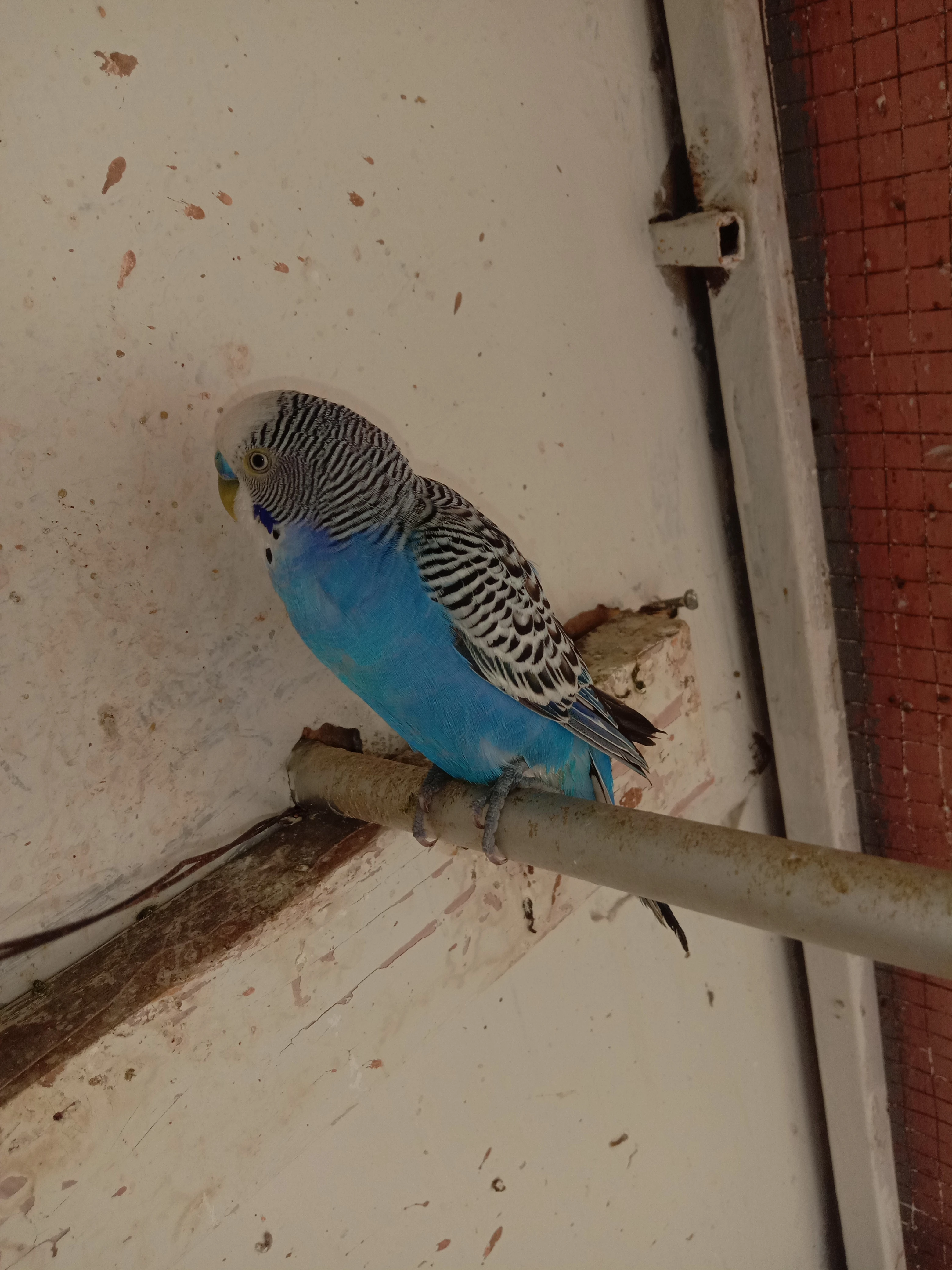 Parrot Mix Colony Budgie