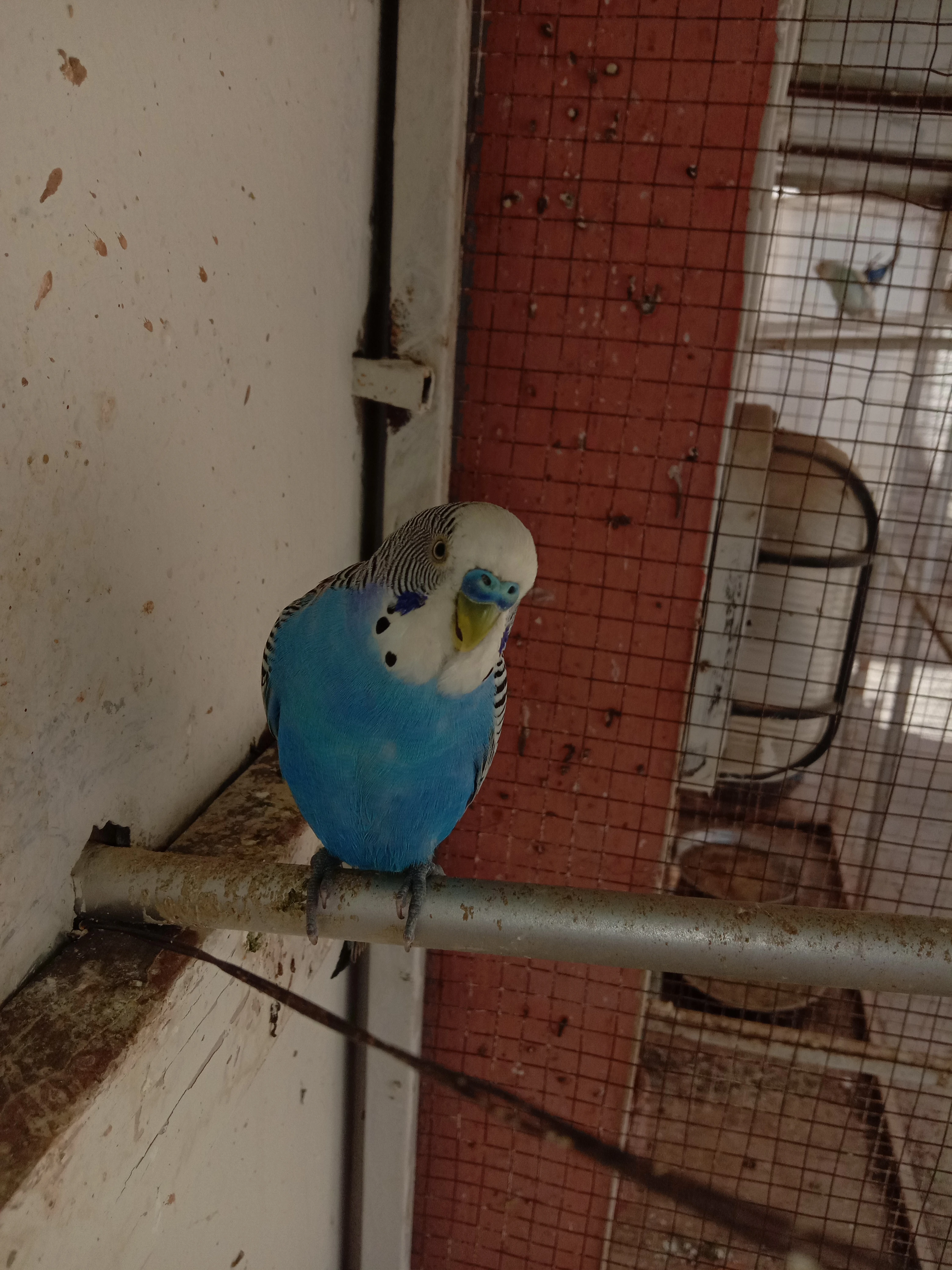 Parrot Mix Colony Budgie