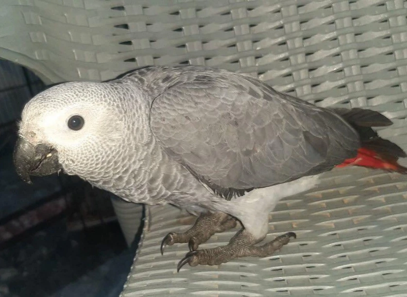 African Grey Parrot