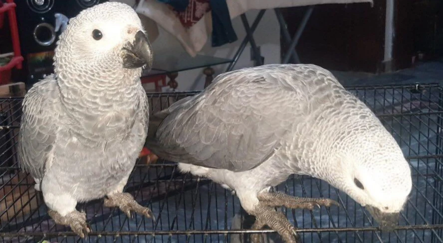 African Grey Parrot