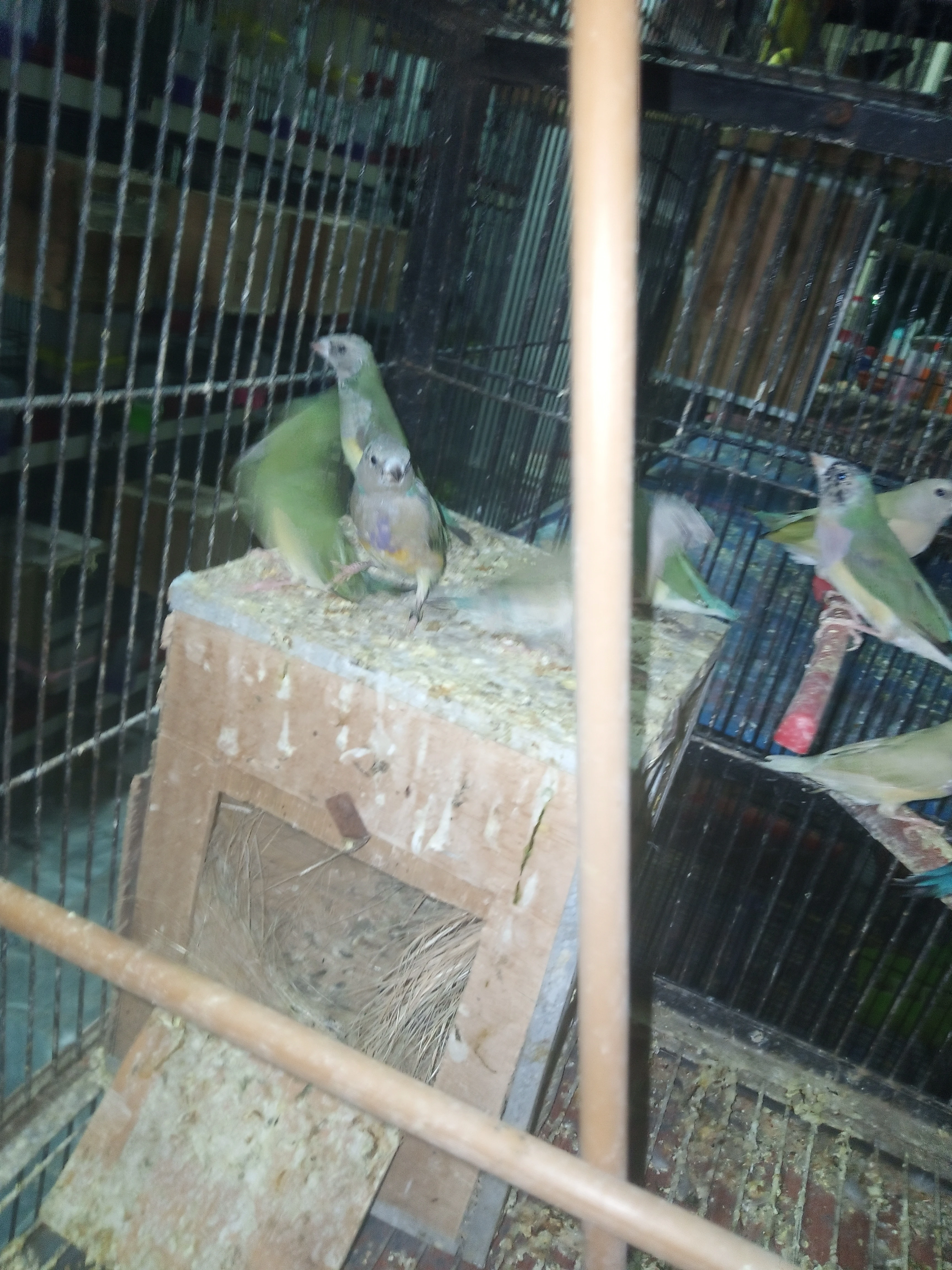 Gouldian Finch chicks-Image 2