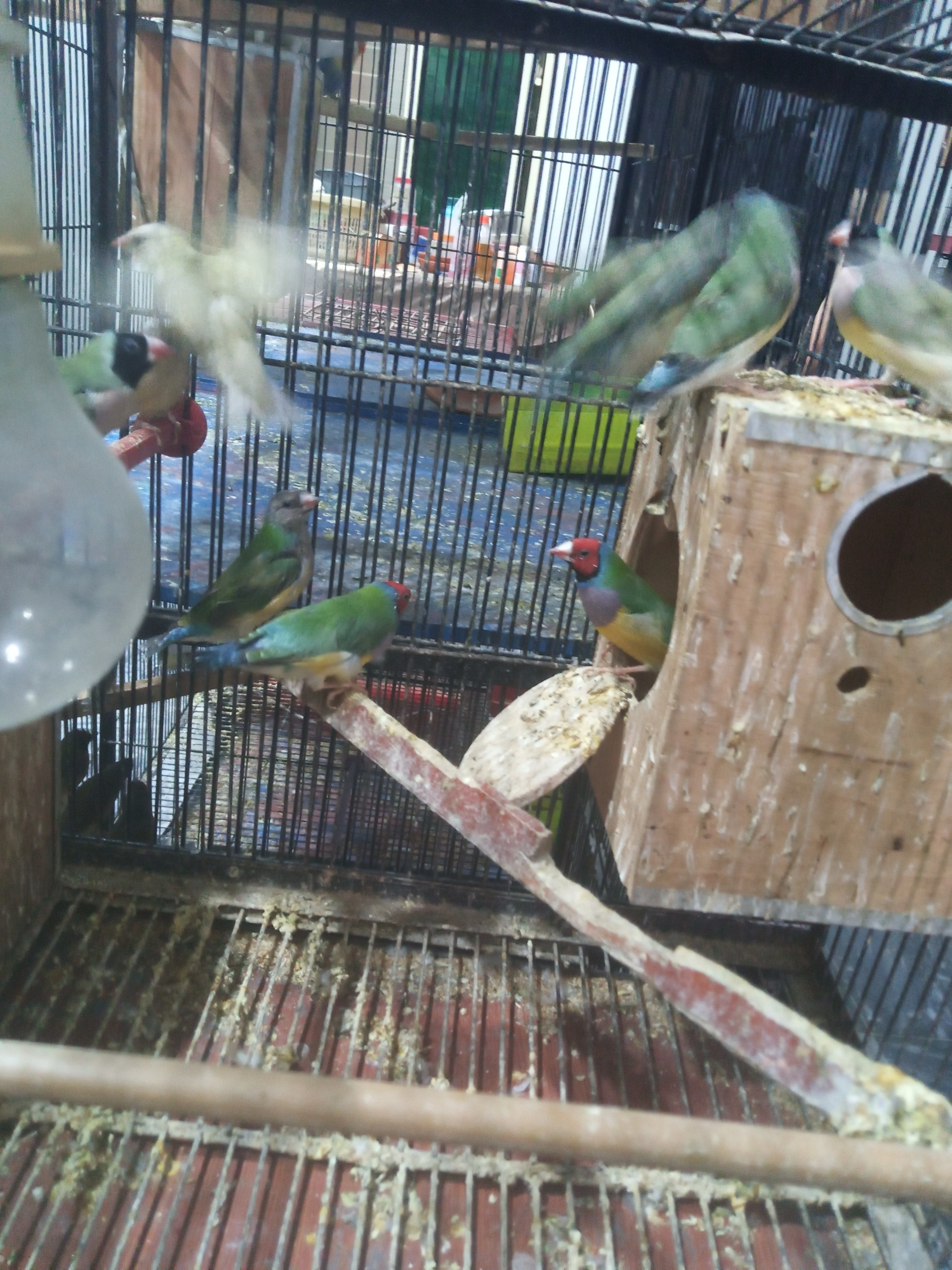 Gouldian Finch chicks