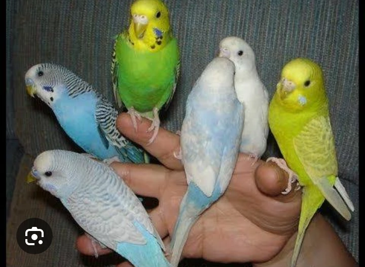 Budgies breeder pairs