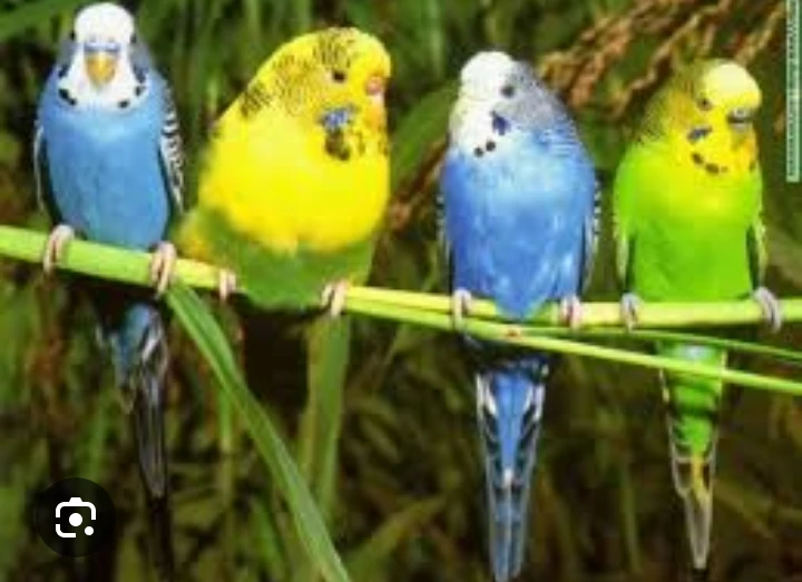 Budgies breeder pairs