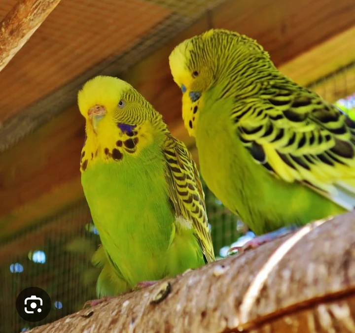 Budgies breeder pairs