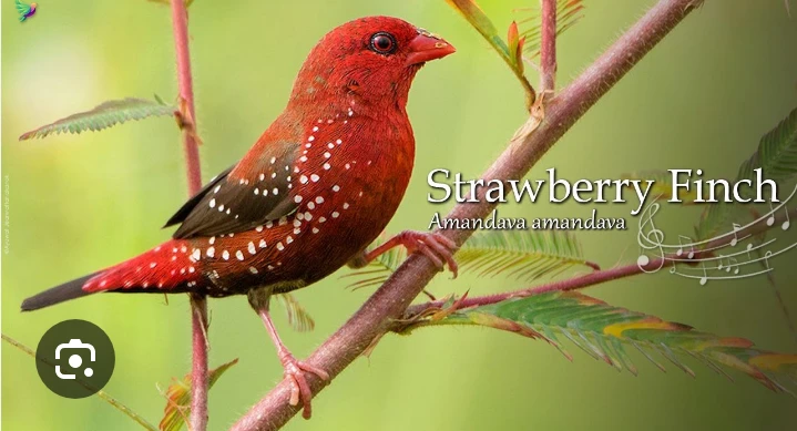 Stawberry Finch-Image 3
