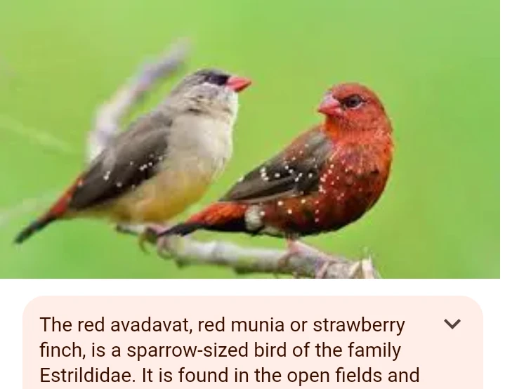 Stawberry Finch-Image 4