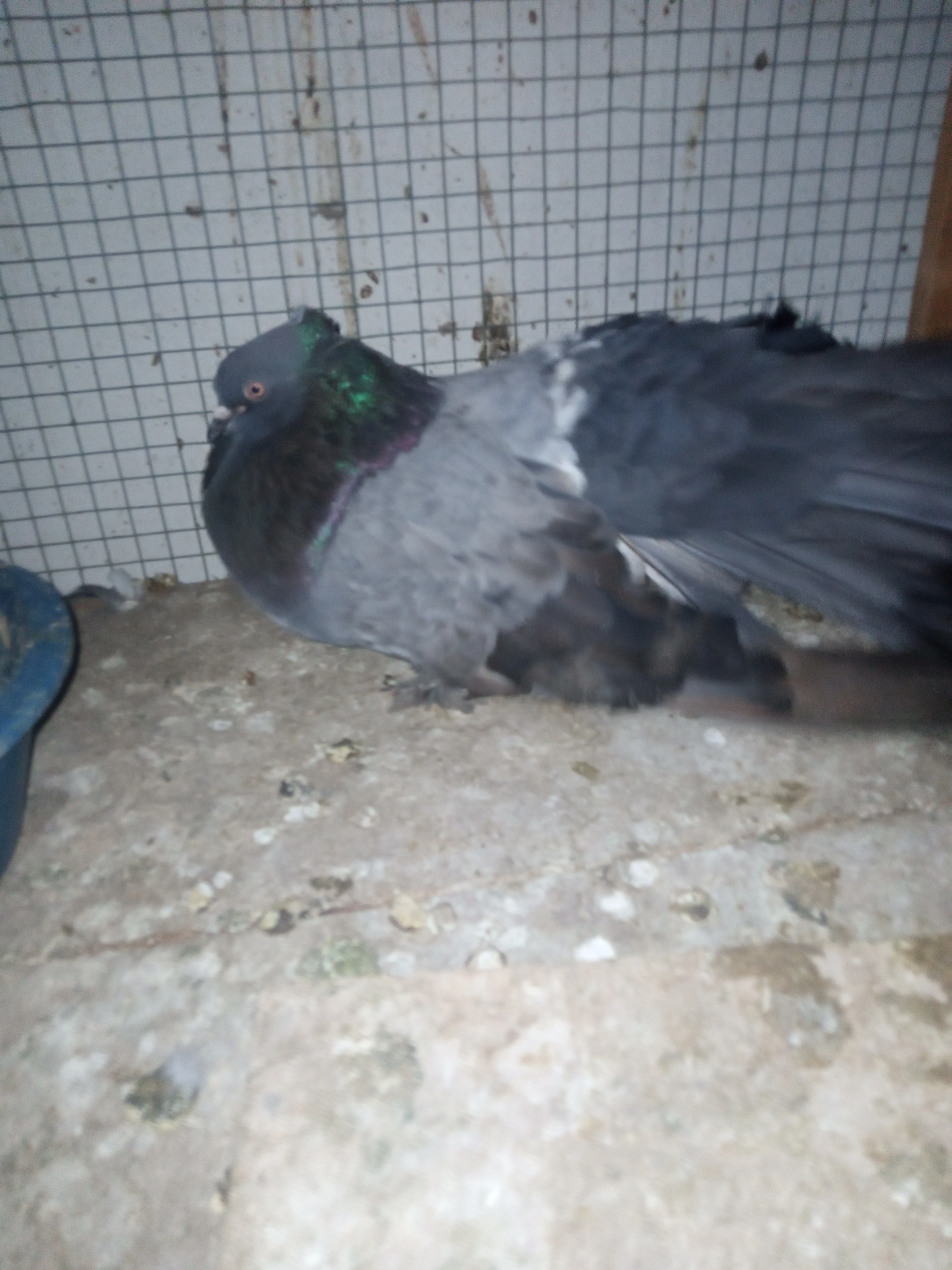 Black Faintall Pigeon