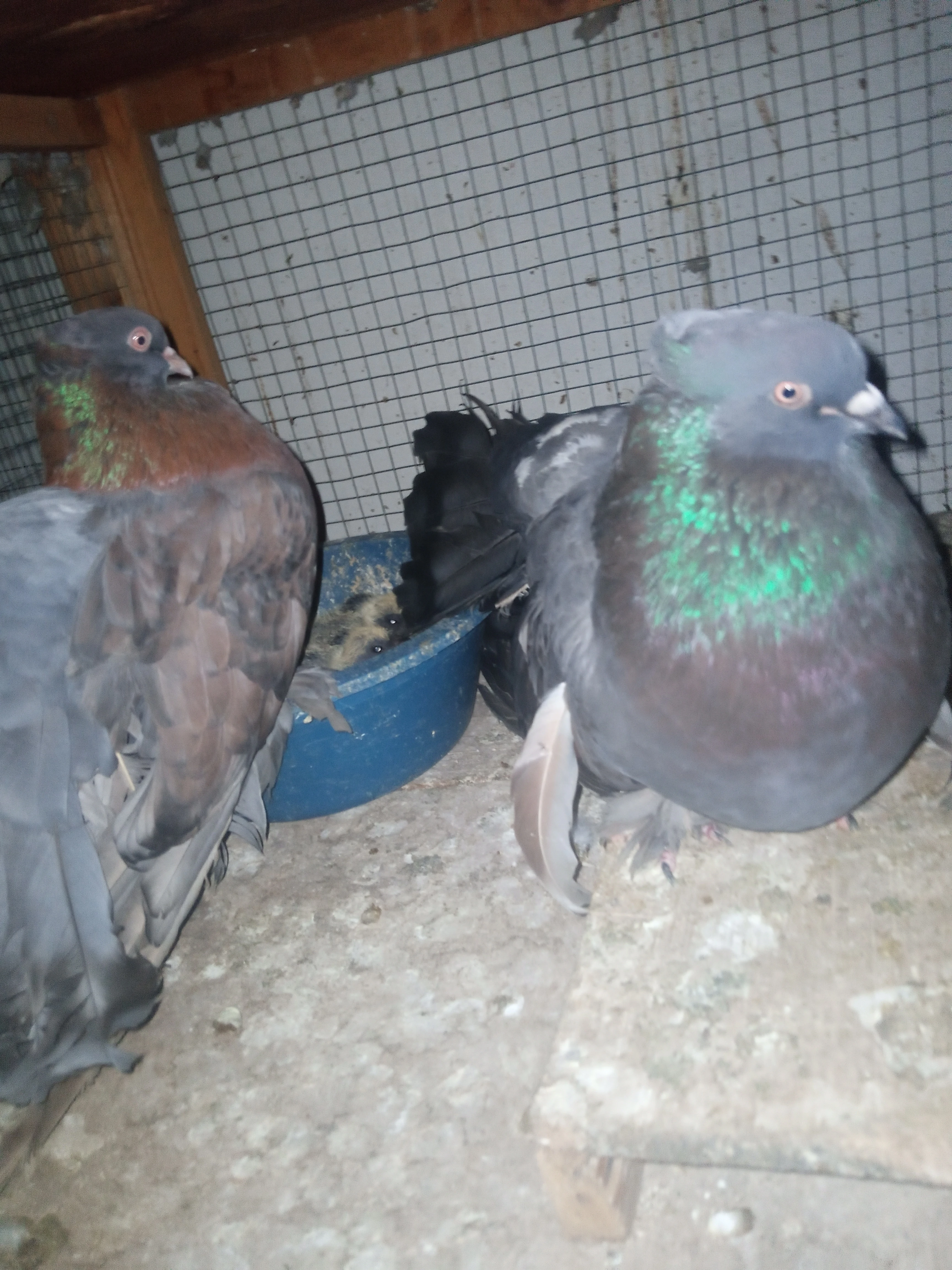 Black Faintall Pigeon