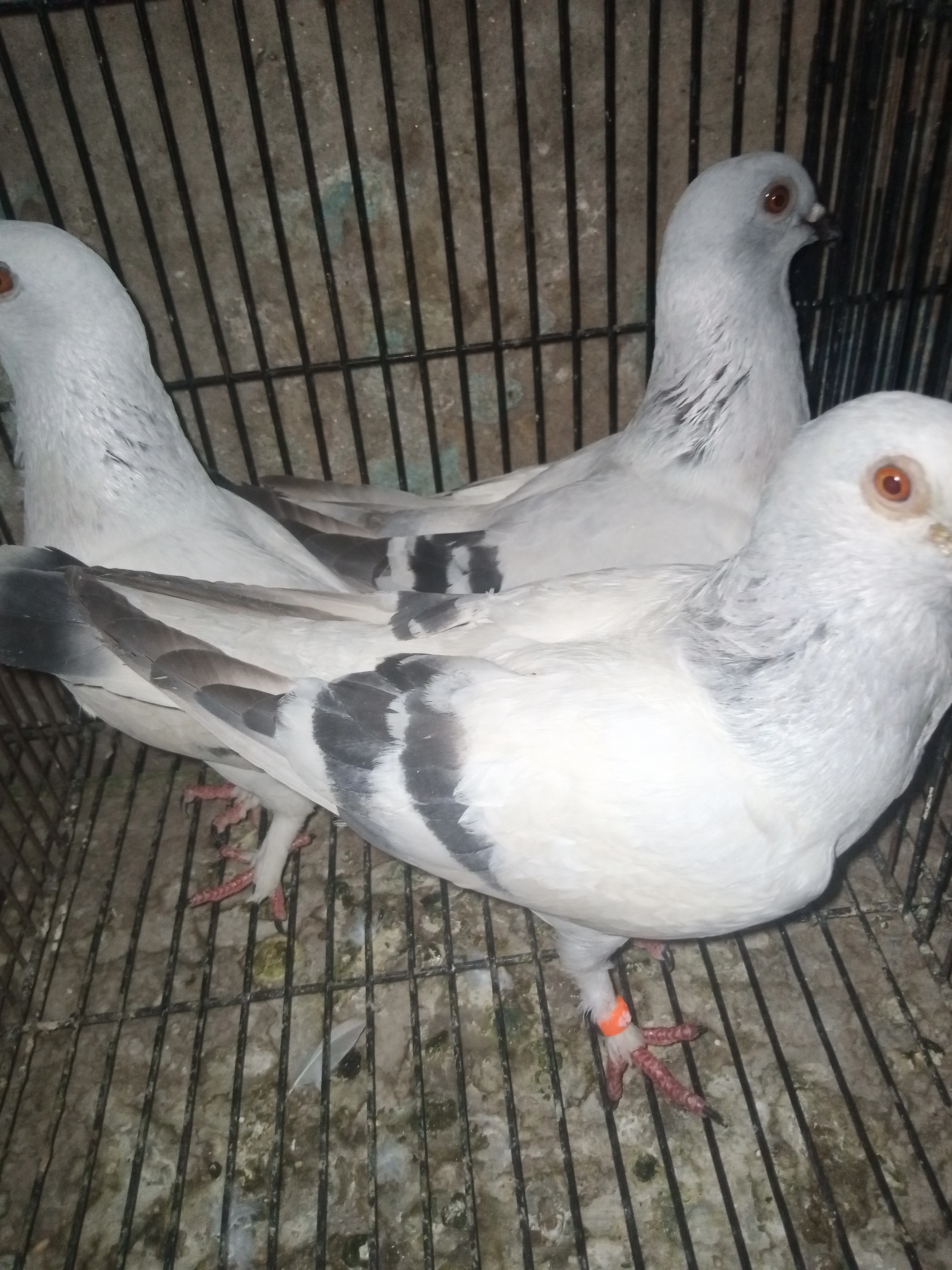 DamaScene Pigeon