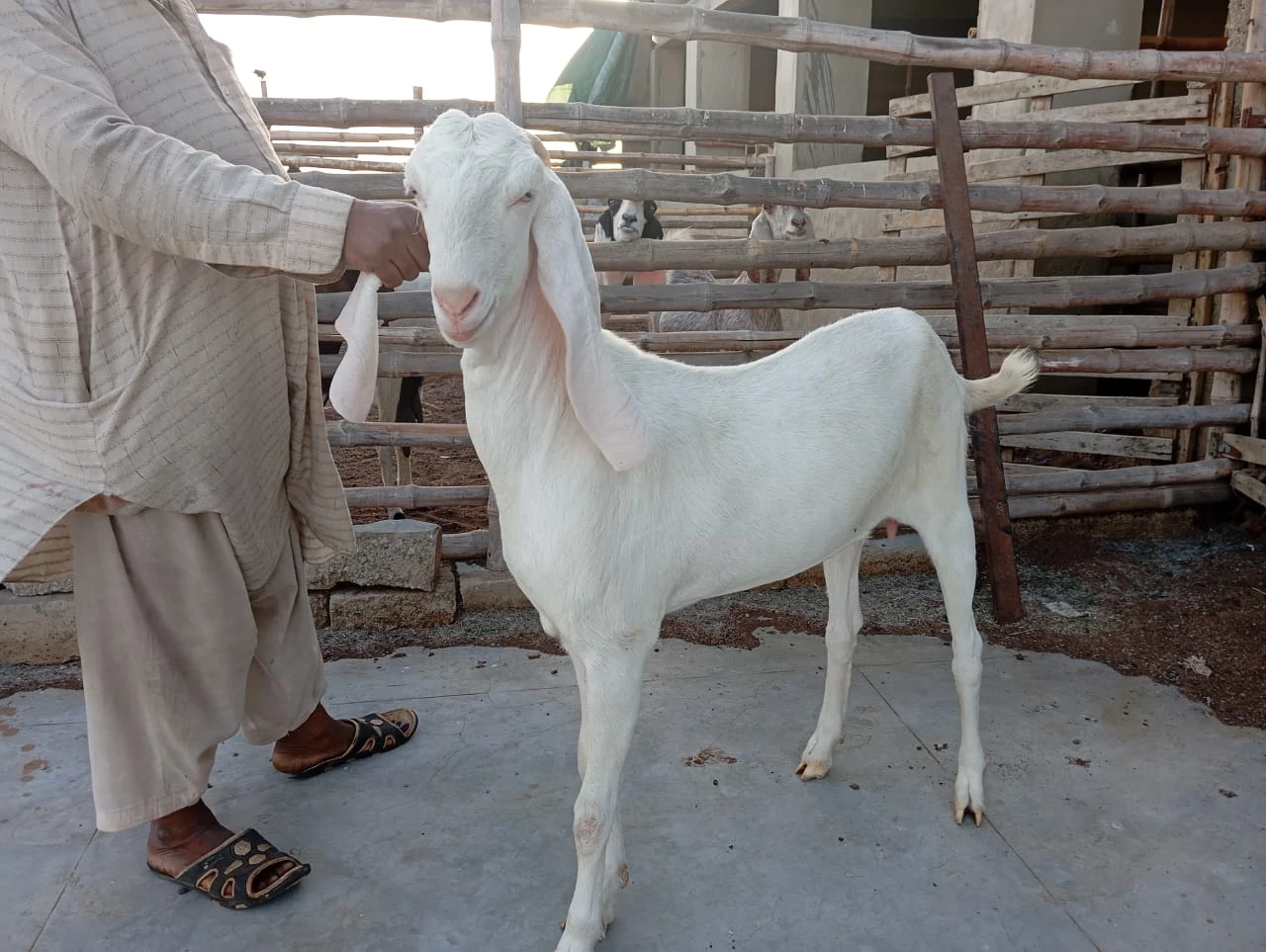 Gulabi female for sell-Image 1