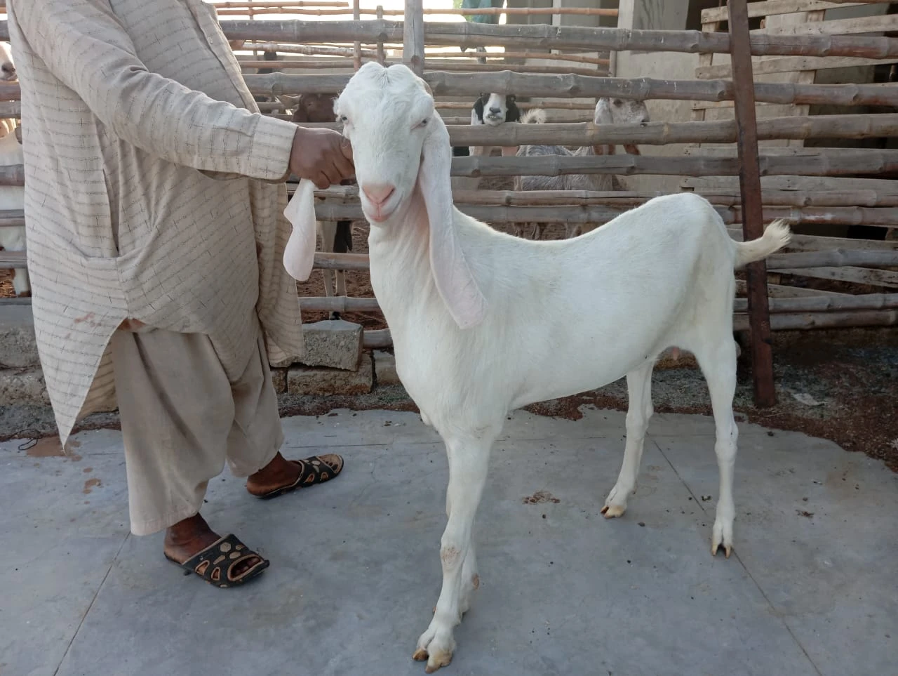 Gulabi female for sell