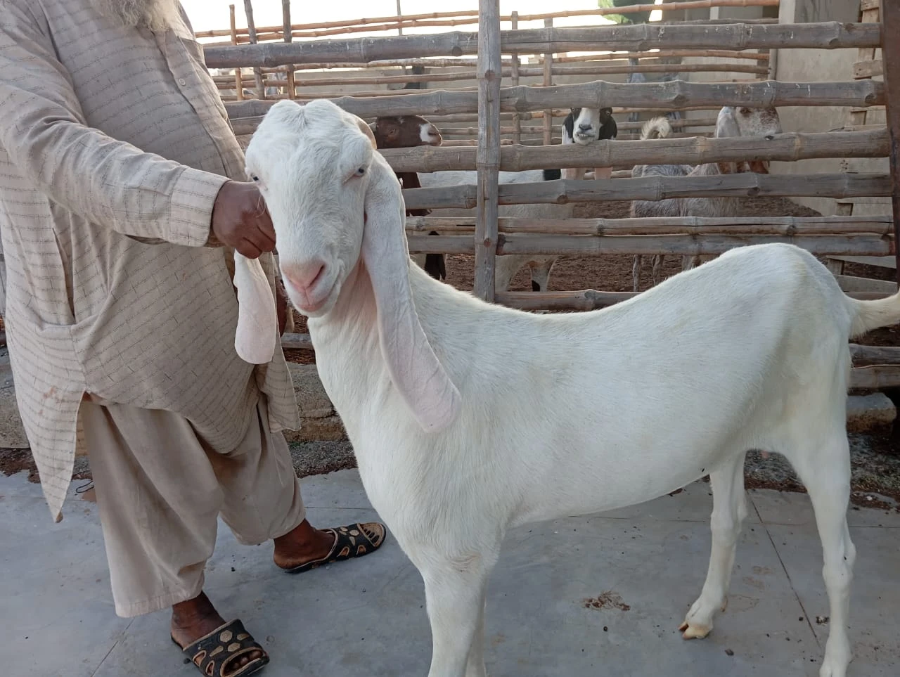 Gulabi female for sell