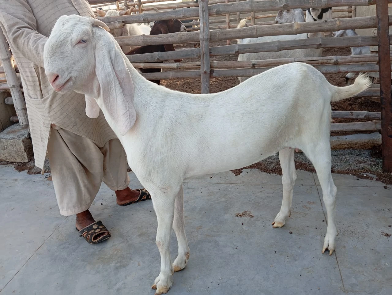 Gulabi female for sell