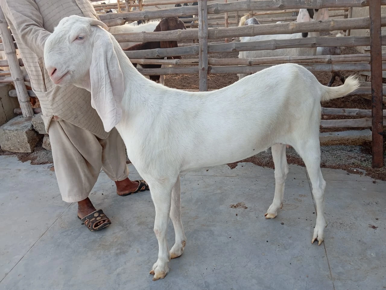 Gulabi female for sell