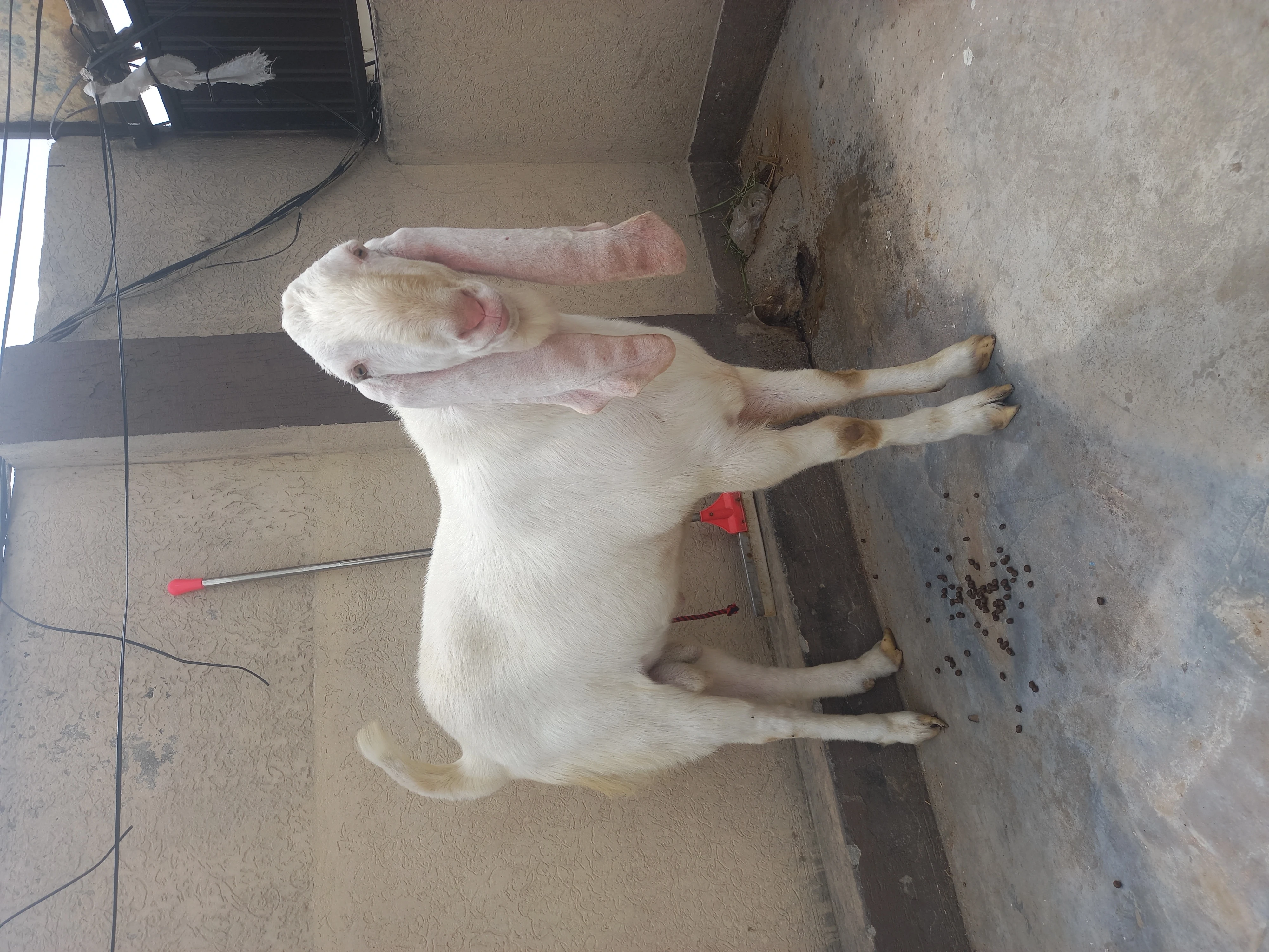 Rajanpuri4 male goat for dale  heavy waight