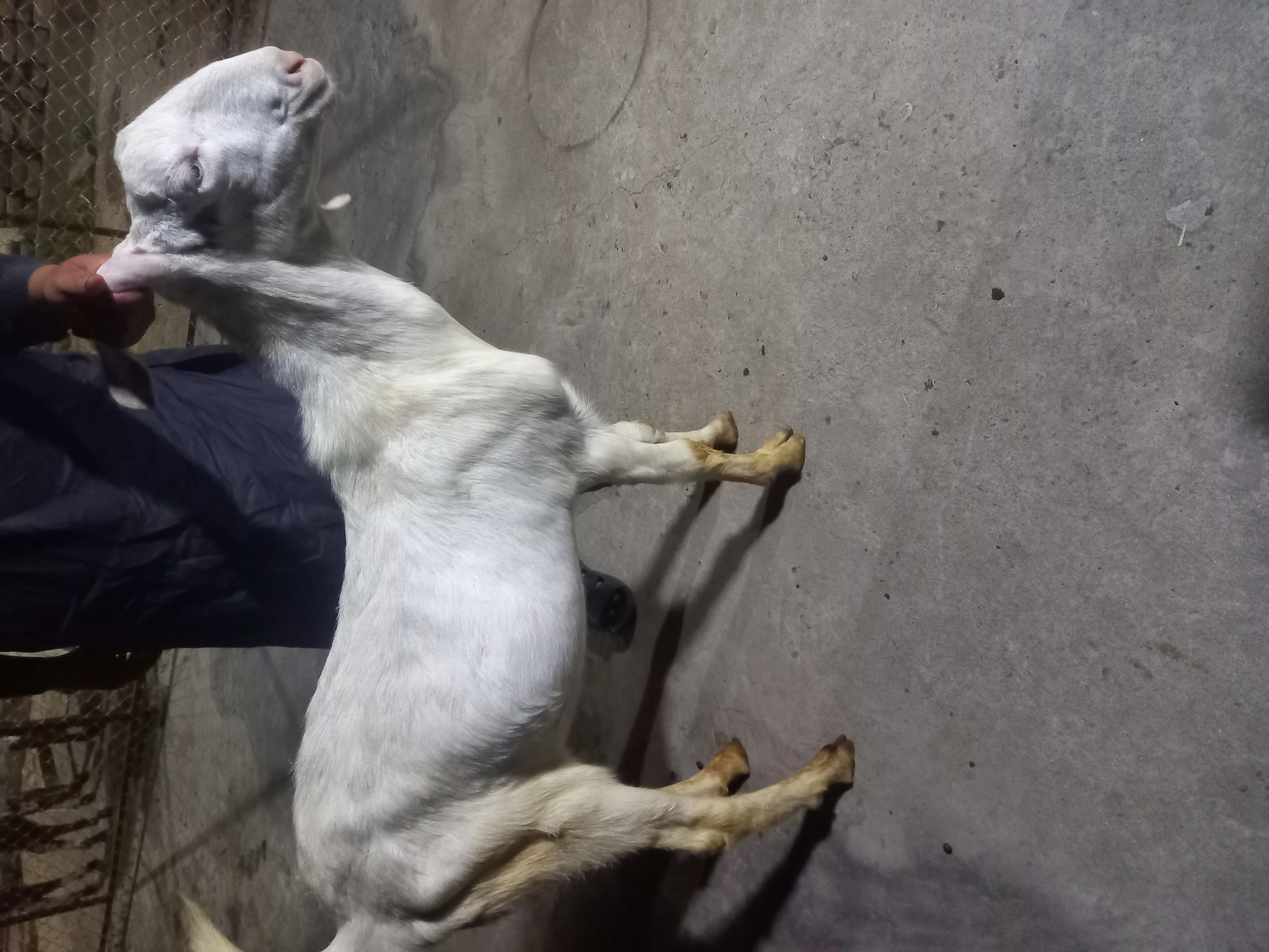 4 Rajanpur male goat forsale