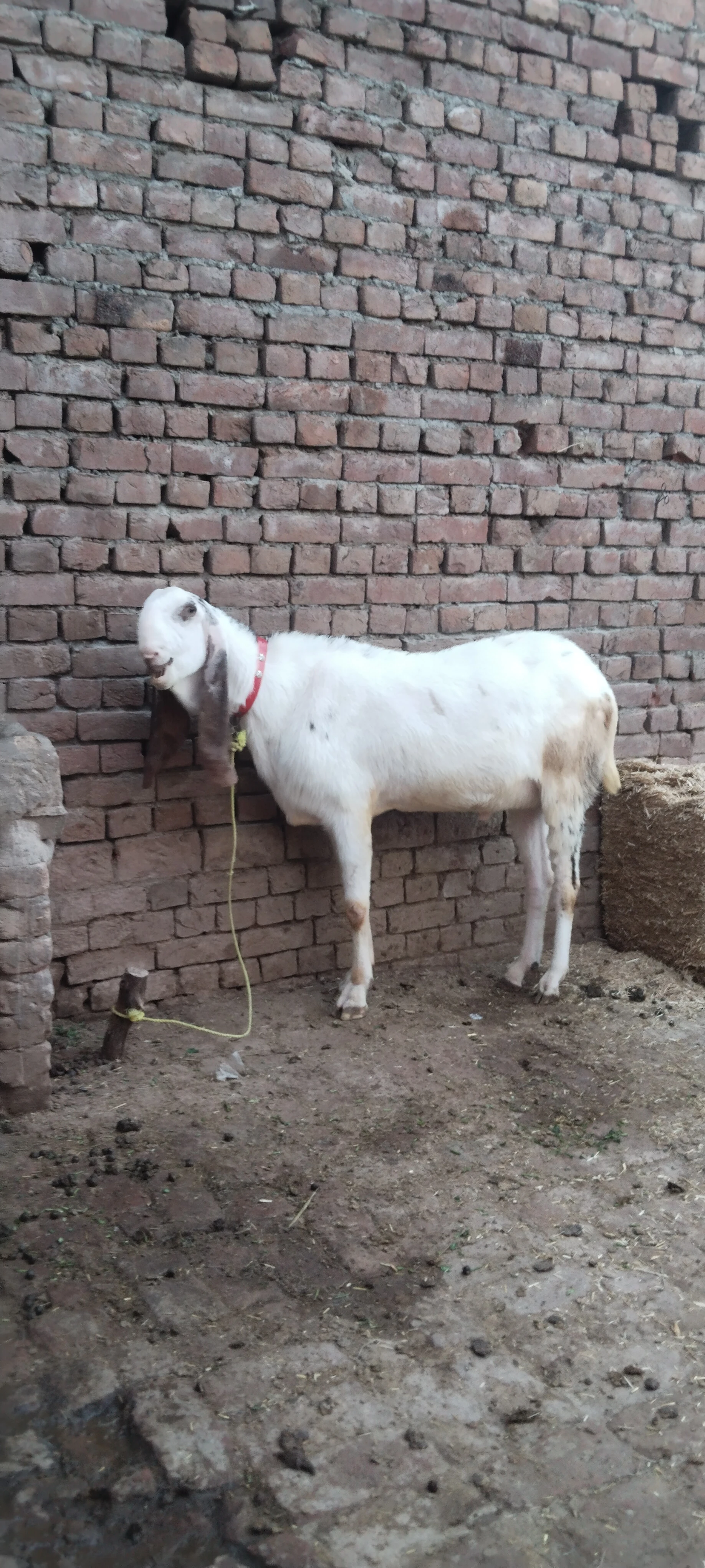 Desi bakra