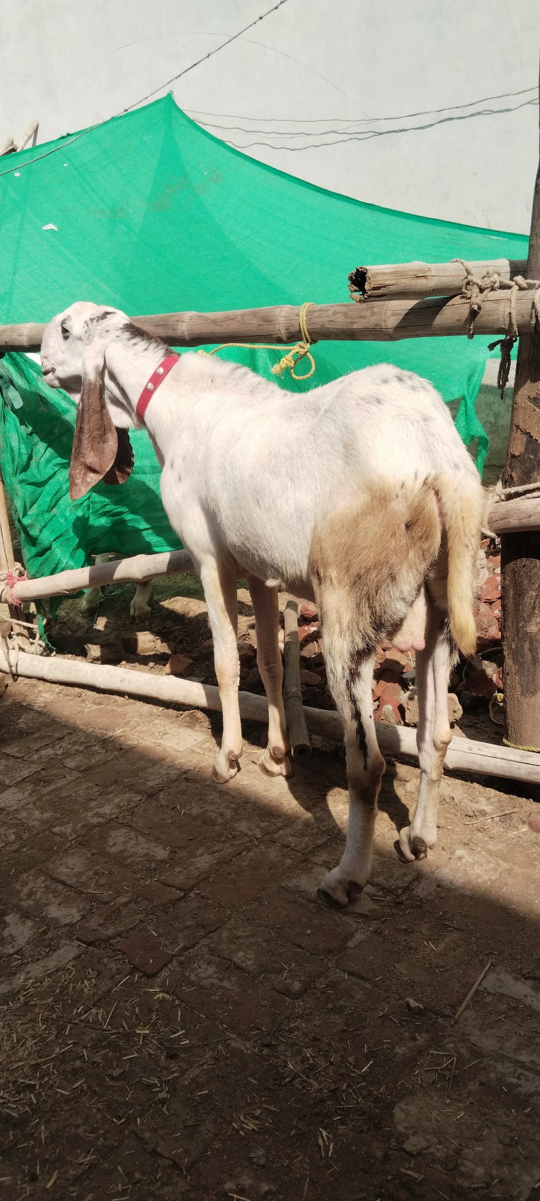 Desi bakra