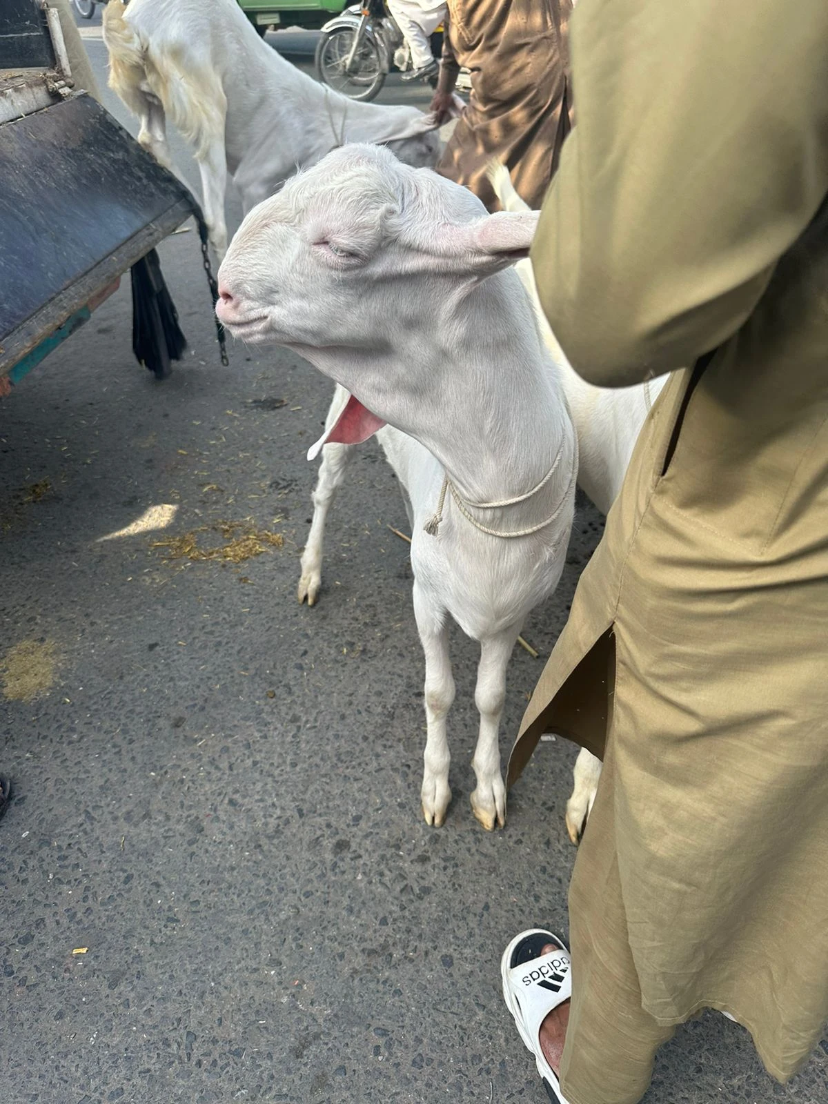 Bakra Rajanpori