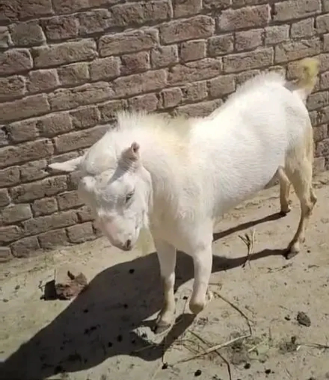 Tedda goat and bakra