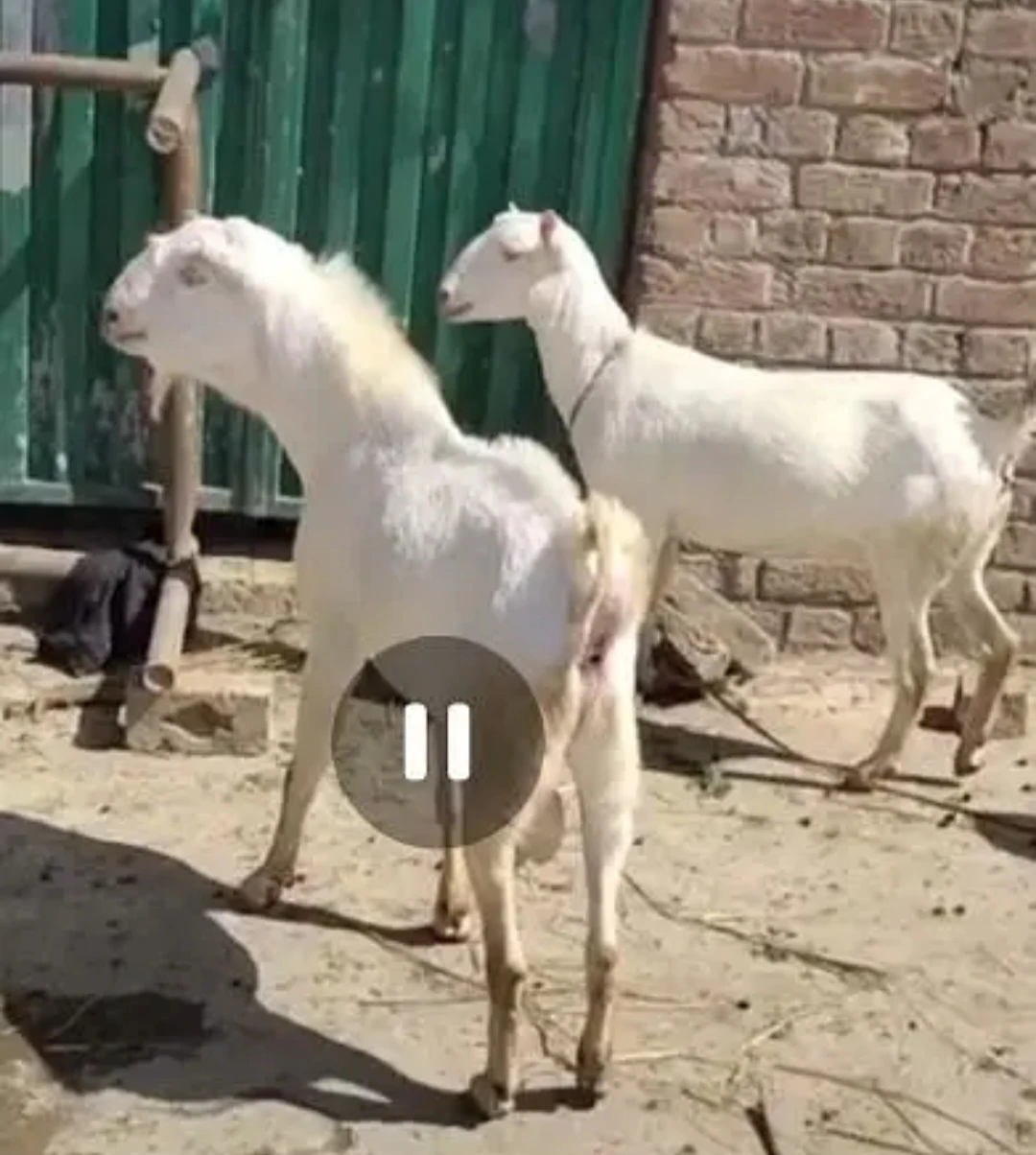 Tedda goat and bakra
