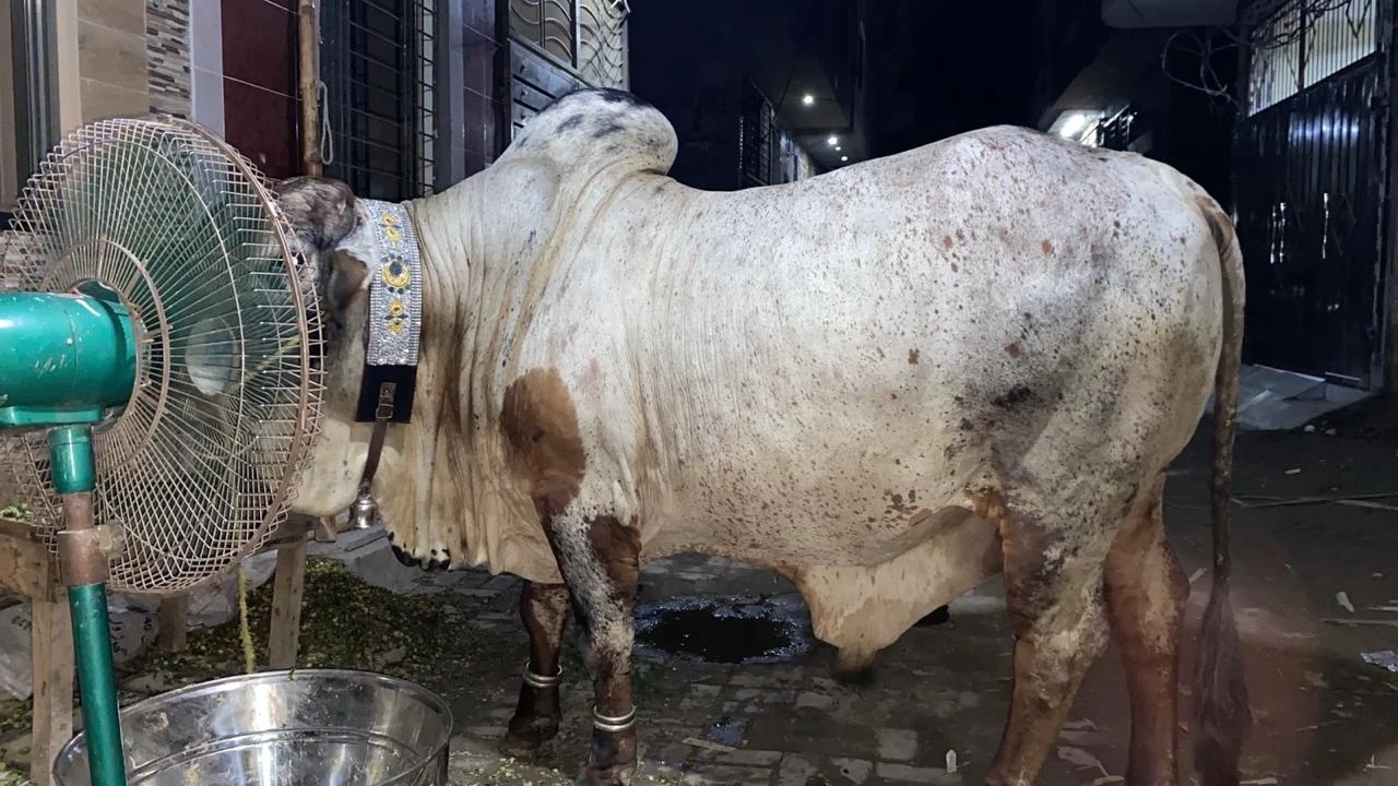 Bull For Sale For qurbani