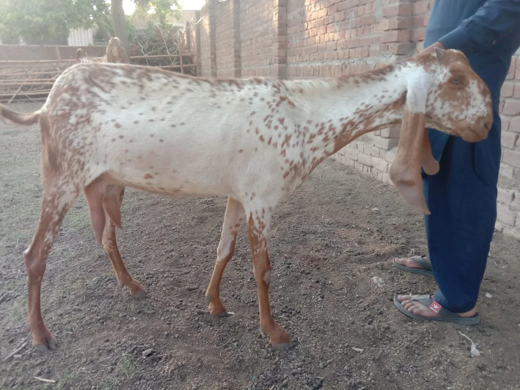 Desi Mixed Goat (Female)