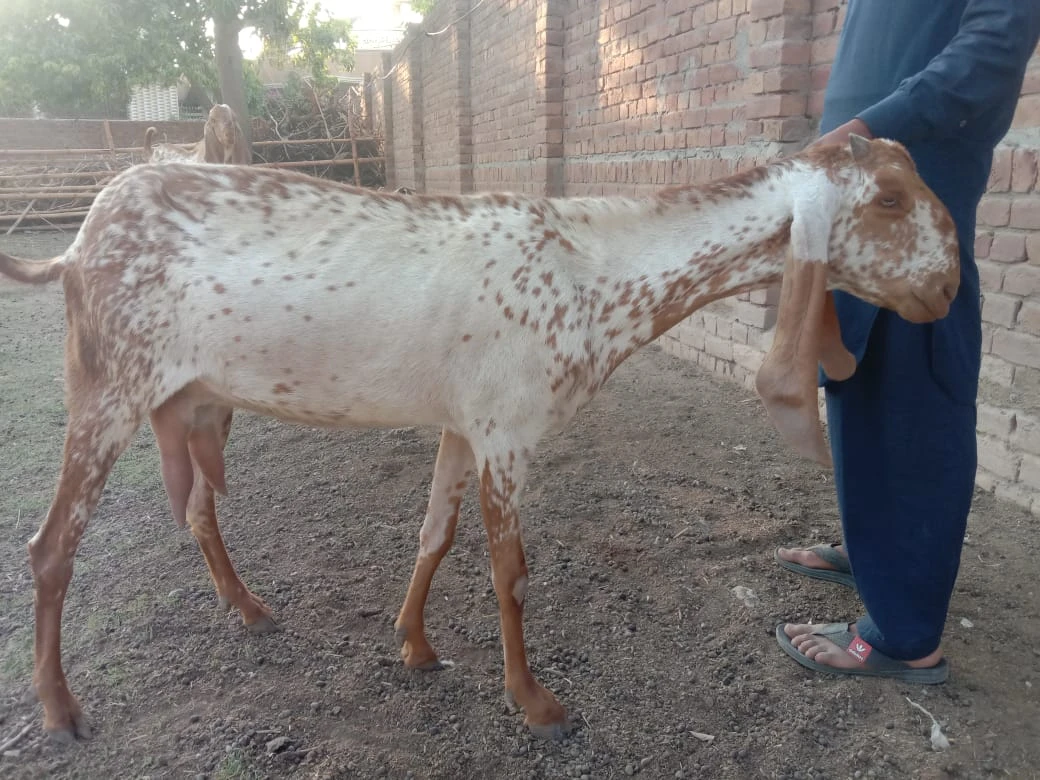 Desi Mixed Goat (Female)