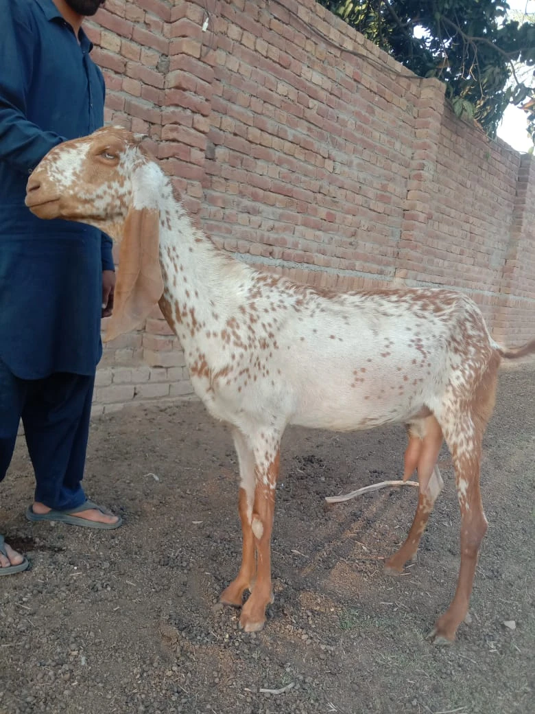 Desi Mixed Goat (Female)