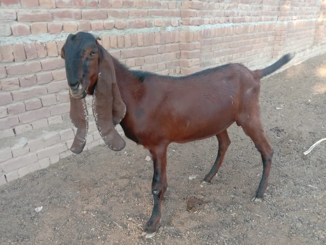 Desi Mixed Breed Goat