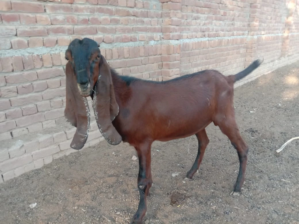 Desi Mixed Breed Goat