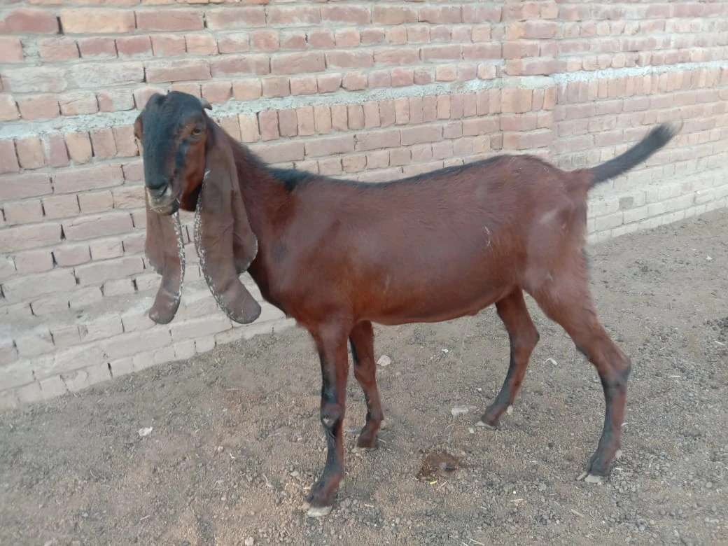 Desi Mixed Breed Goat