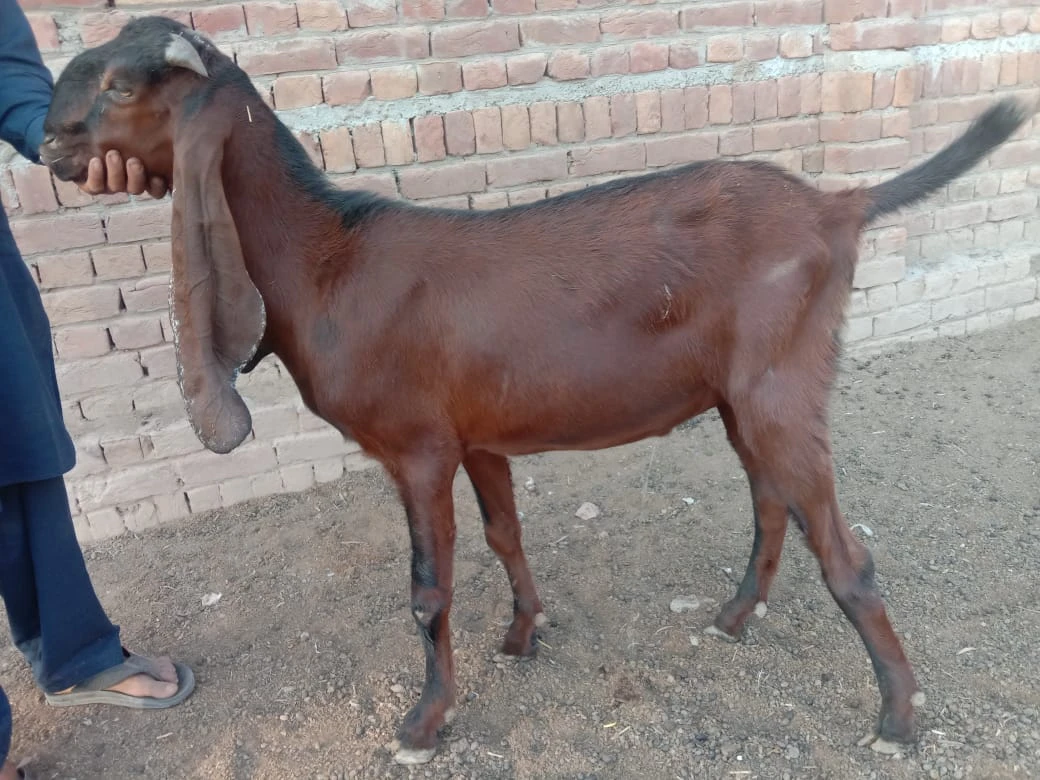 Desi Mixed Breed Goat