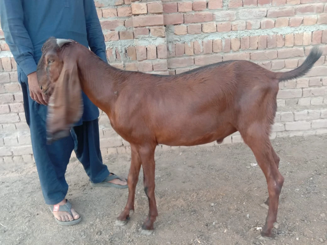 Pure Desi Mixed Breed